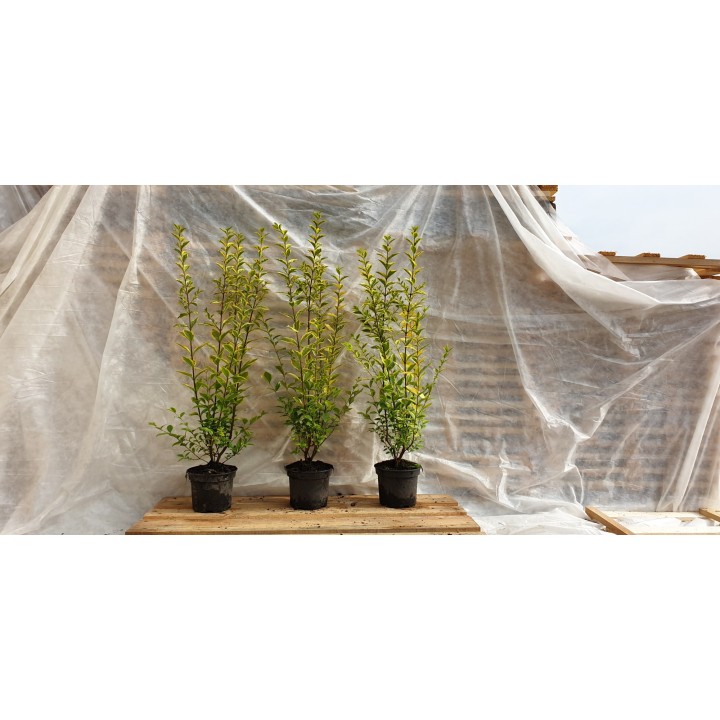 Ligustrum Ovalifolium Aureum - Goldliguster