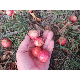 Malus sylvestris - Europäischer Wildapfel