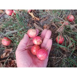 Europäischer Wildapfel