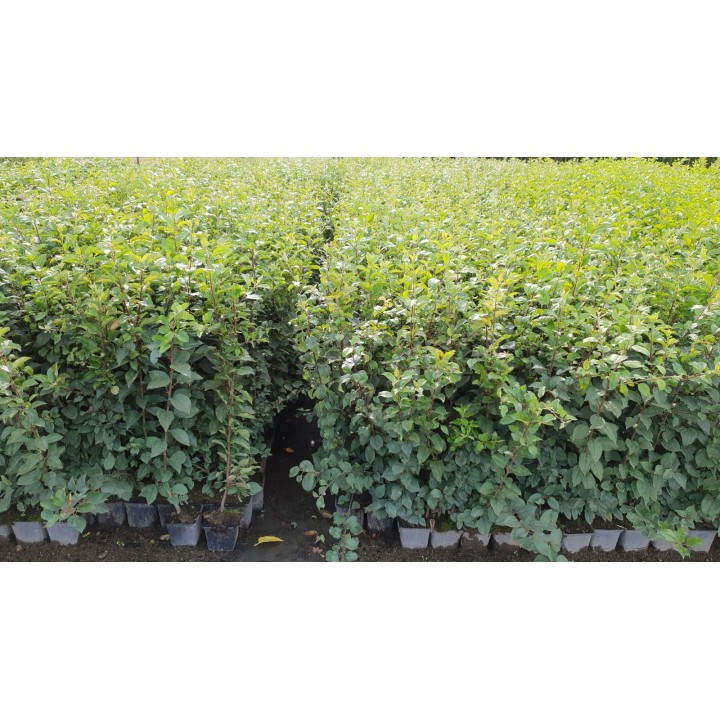 Malus sylvestris - Europäischer Wildapfel