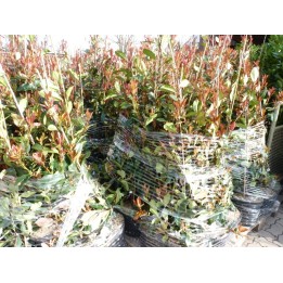 Photinia - Rote Glanzmispel