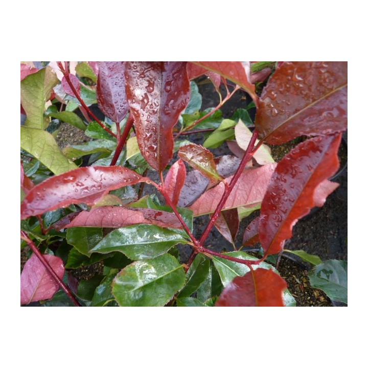 Photinia - Rote Glanzmispel