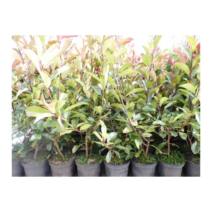 Photinia - Rote Glanzmispel