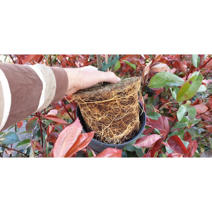 Photinia - Rote Glanzmispel