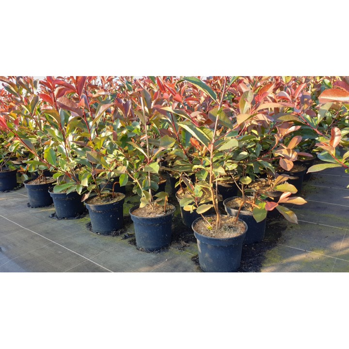 Photinia - Rote Glanzmispel
