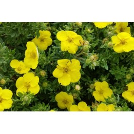Potentilla fruticosa 'Kobold' - Gelber Fünffingerstrauch