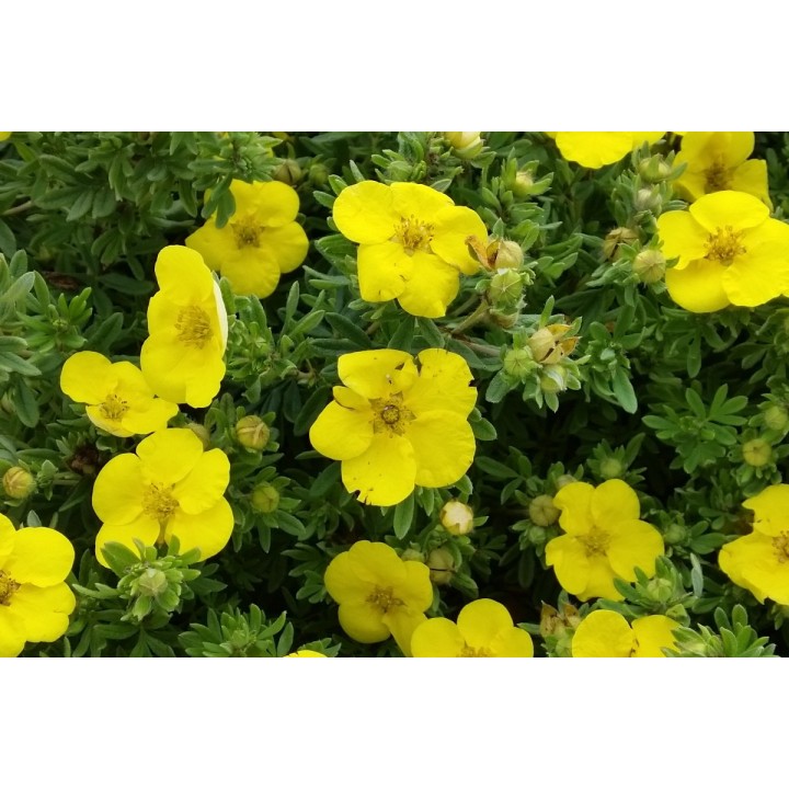 Potentilla fruticosa 'Kobold' - Gelber Fünffingerstrauch