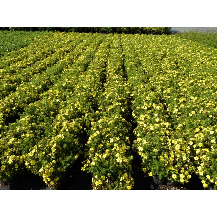 Potentilla fruticosa 'Kobold' - Gelber Fünffingerstrauch