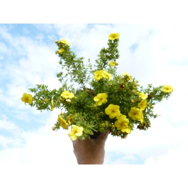 Potentilla fruticosa 'Kobold' - Gelber Fünffingerstrauch