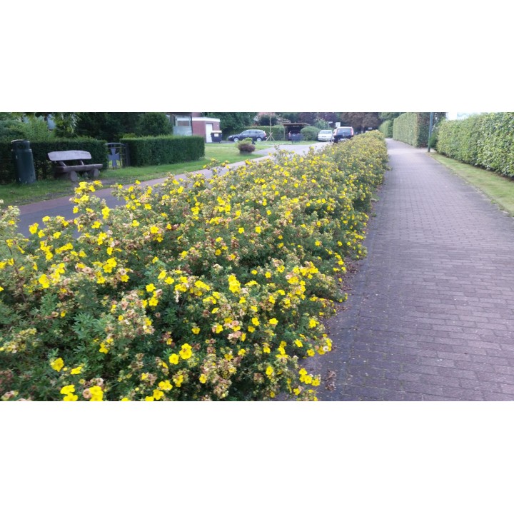 Potentilla fruticosa 'Kobold' - Gelber Fünffingerstrauch