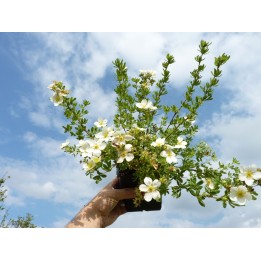 Potentilla fruticosa 'Mandshurica' - Weißer Fünffingerstrauch