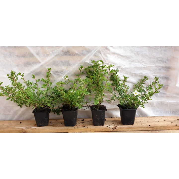 Potentilla fruticosa 'Mandshurica' - Weißer Fünffingerstrauch