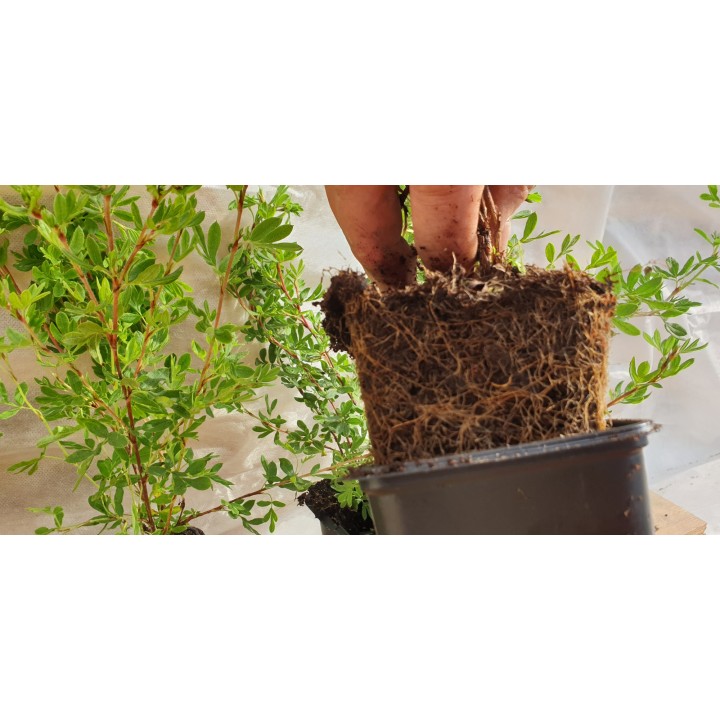 Potentilla fruticosa 'Mandshurica' - Weißer Fünffingerstrauch
