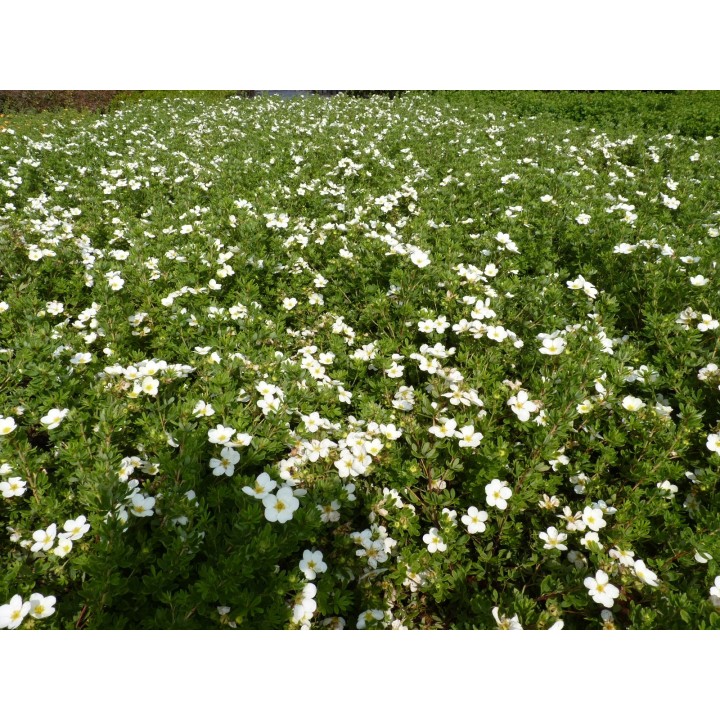 Potentilla fruticosa 'Mandshurica' - Weißer Fünffingerstrauch