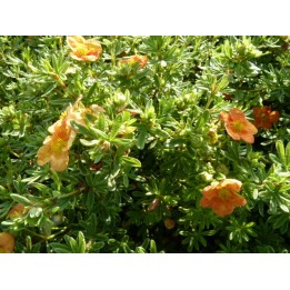 Potentilla fruticosa 'Red Ace' - Rot-Orangener Fünffingerstrauch