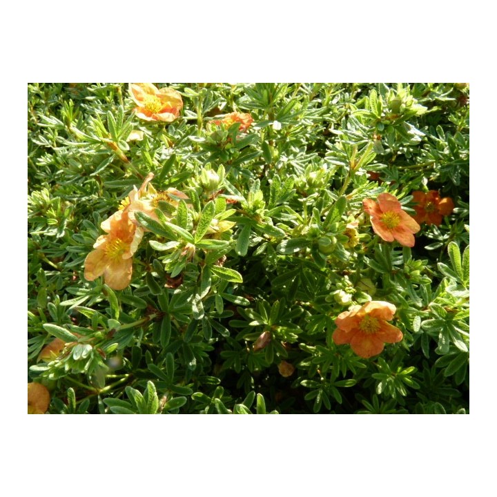 Potentilla fruticosa 'Red Ace' - Rot-Orangener Fünffingerstrauch