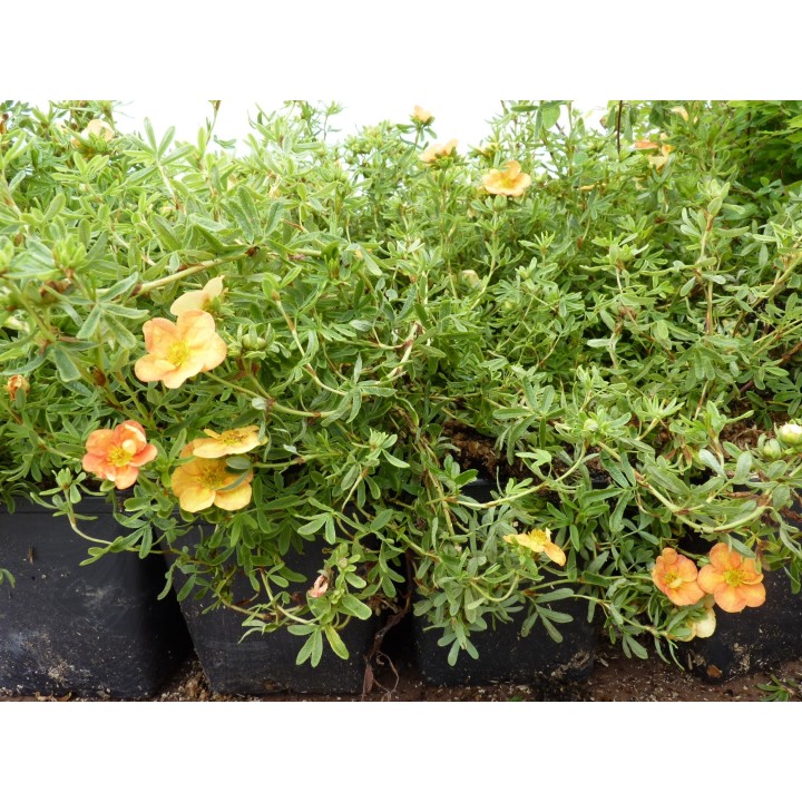Potentilla fruticosa 'Red Ace' - Rot-Orangener Fünffingerstrauch