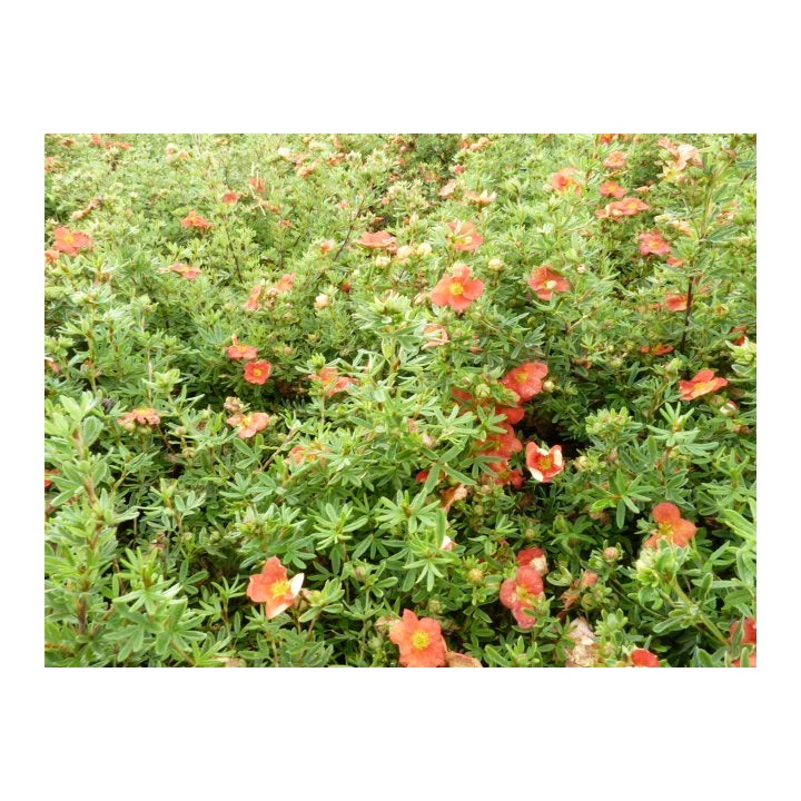 Potentilla fruticosa 'Red Ace' - Rot-Orangener Fünffingerstrauch