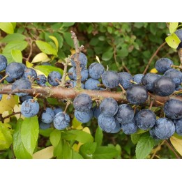 Prunus Spinosa - Schlehe