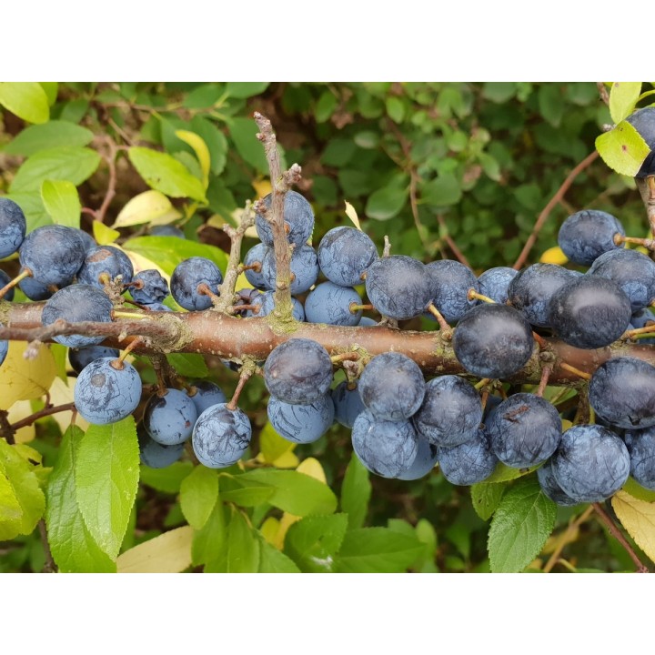 Prunus Spinosa - Schlehe