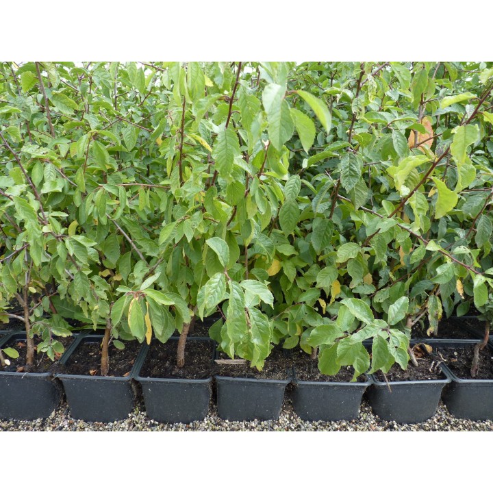 Prunus Spinosa - Schlehe