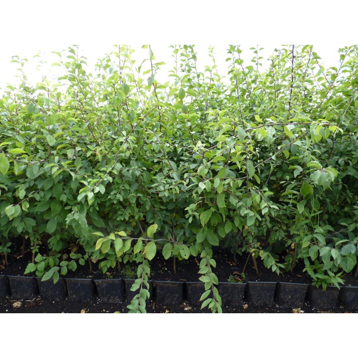 Prunus Spinosa - Schlehe