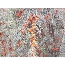 Hippophae rhamnoides - Sanddorn