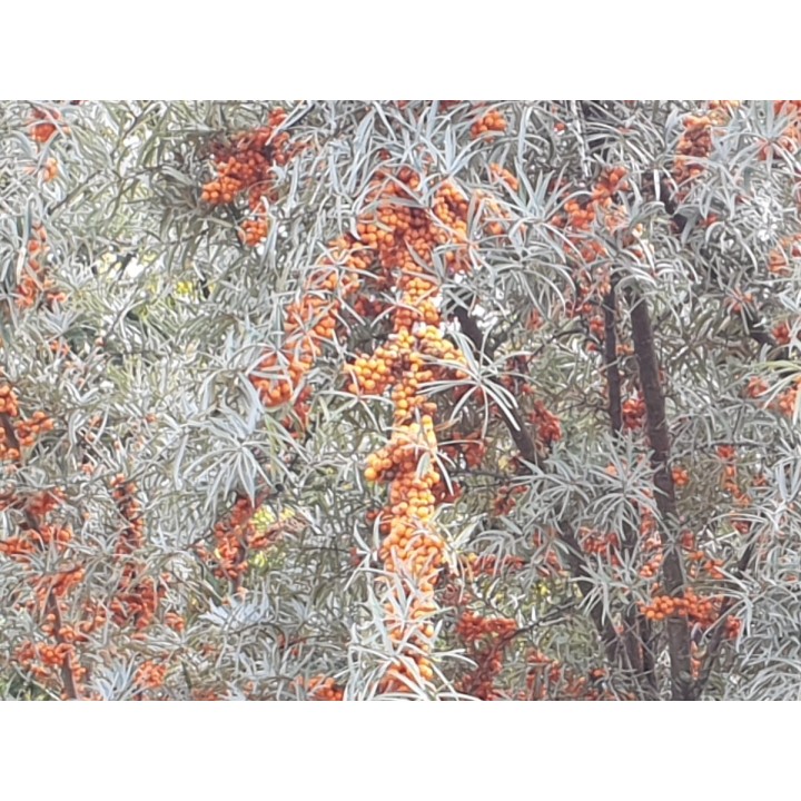 Hippophae rhamnoides - Sanddorn