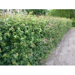 Feldahorn Hecke im Sommer