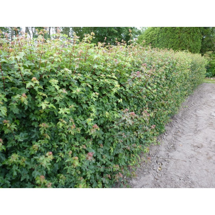 Feldahorn Hecke im Sommer