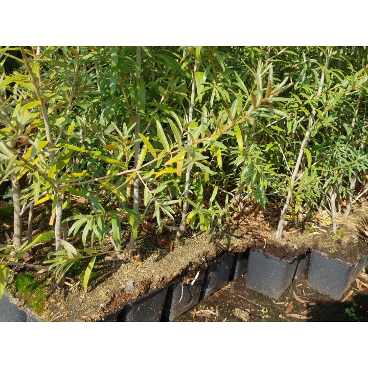 Hippophae rhamnoides - Sanddorn
