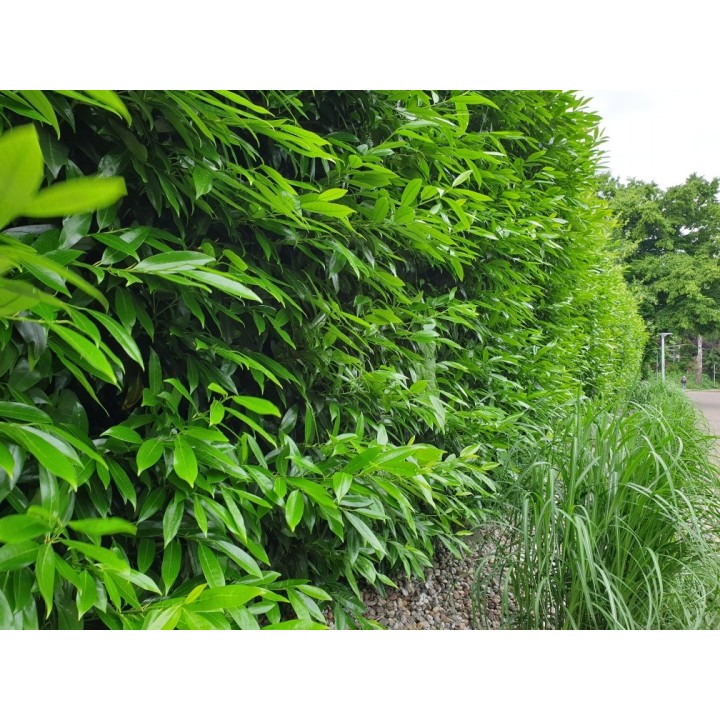 Kirschlorbeer Caucasica im Container