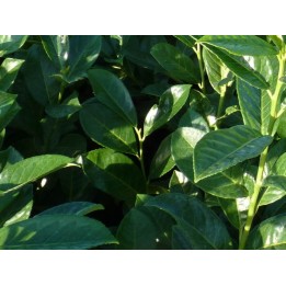 Kirschloorbeer rotundifolia im Container