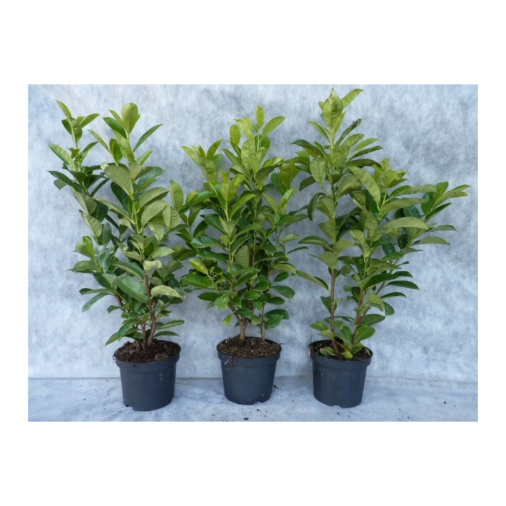 Kirschloorbeer rotundifolia im Container