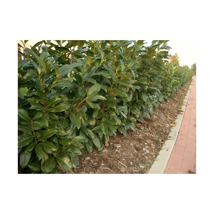 Kirschloorbeer rotundifolia im Container