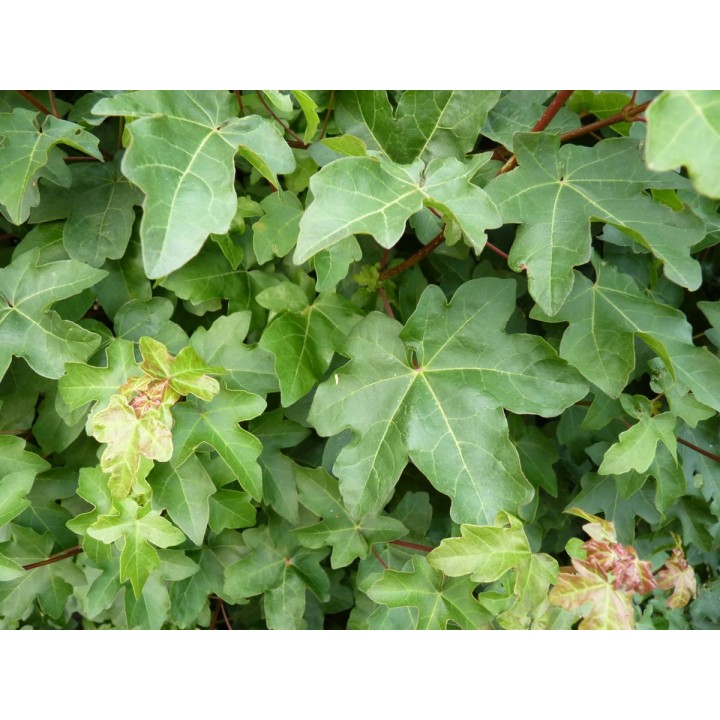 Acer Campestre - Feldahorn