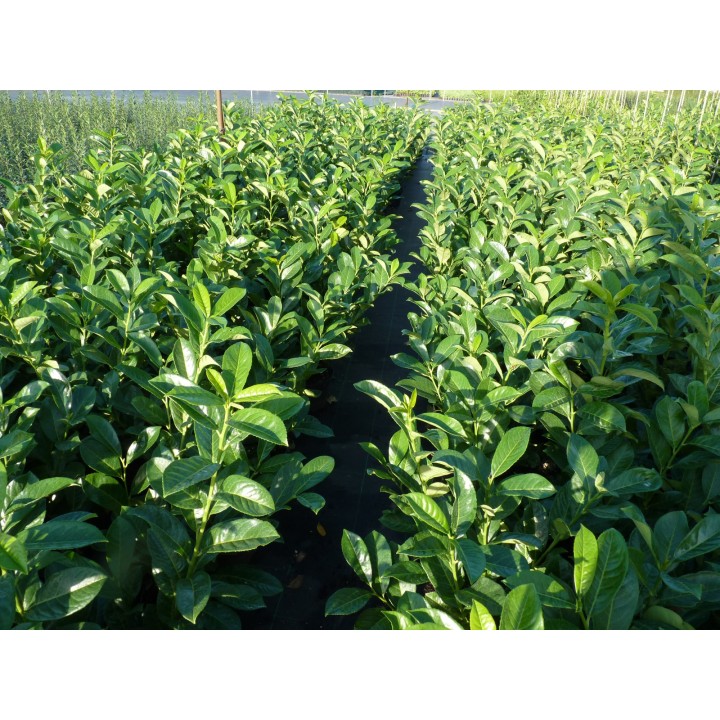 Kirschloorbeer rotundifolia im Container