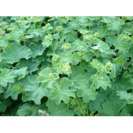 Alchemilla / Frauenmantel