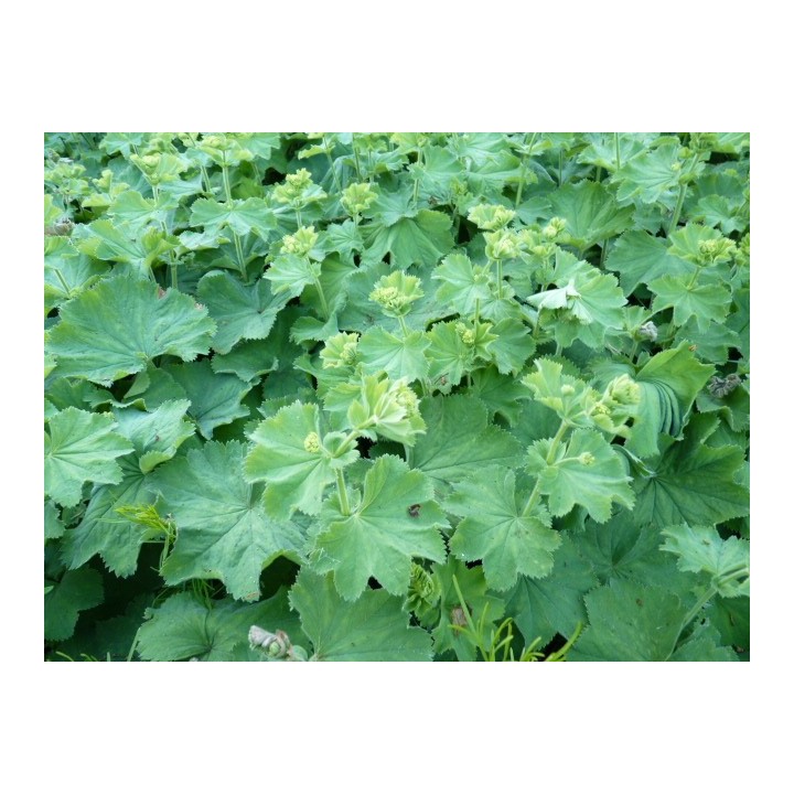Alchemilla / Frauenmantel