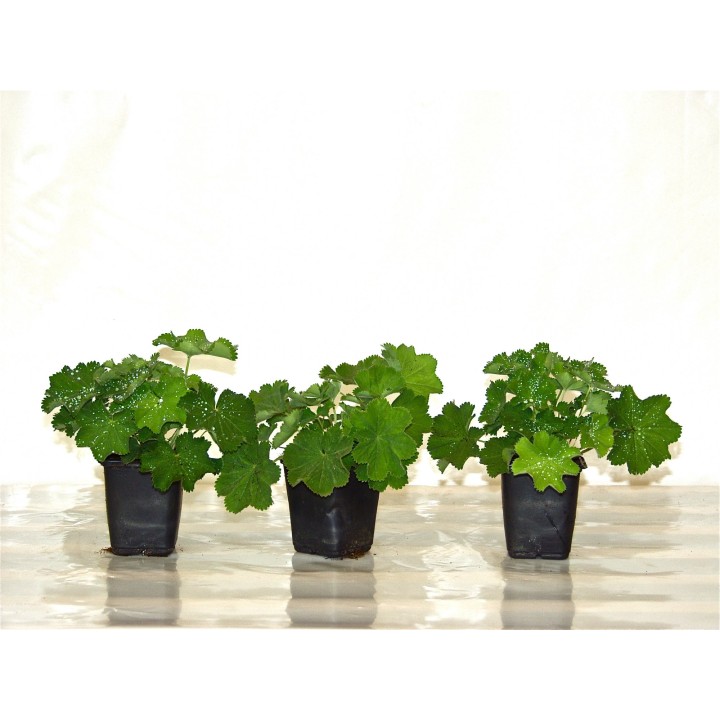 Alchemilla / Frauenmantel
