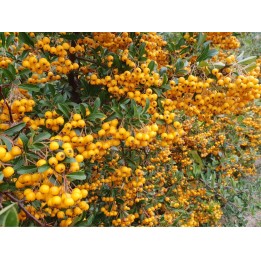 Pyracantha Crenoserata orange glow - Feuerdorn