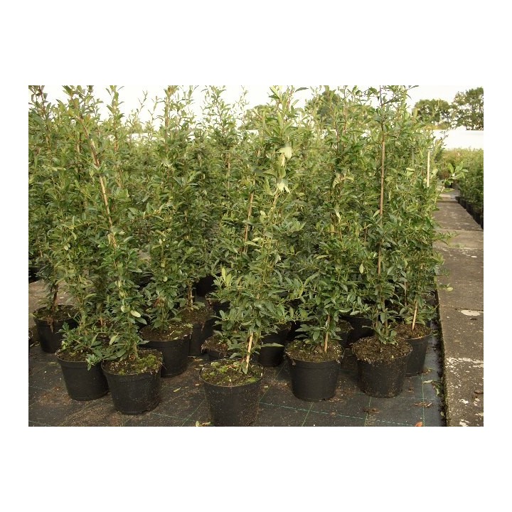 Pyracantha Crenoserata orange glow - Feuerdorn