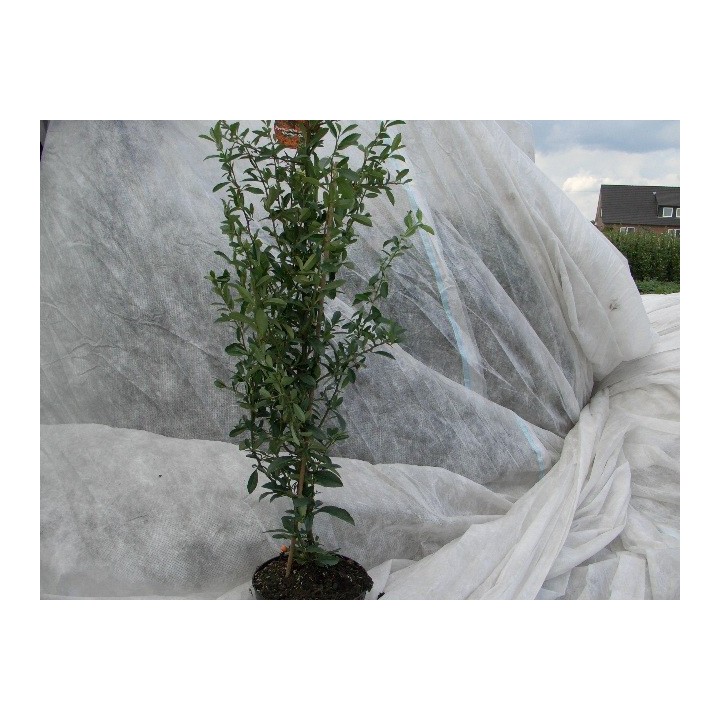 Pyracantha Crenoserata orange glow - Feuerdorn