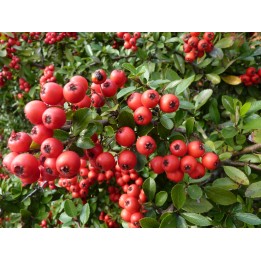 Pyracantha coccinea 'Red Column') - roter Feuerdorn