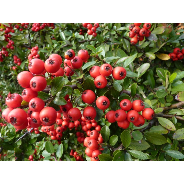 Pyracantha coccinea 'Red Column') - roter Feuerdorn