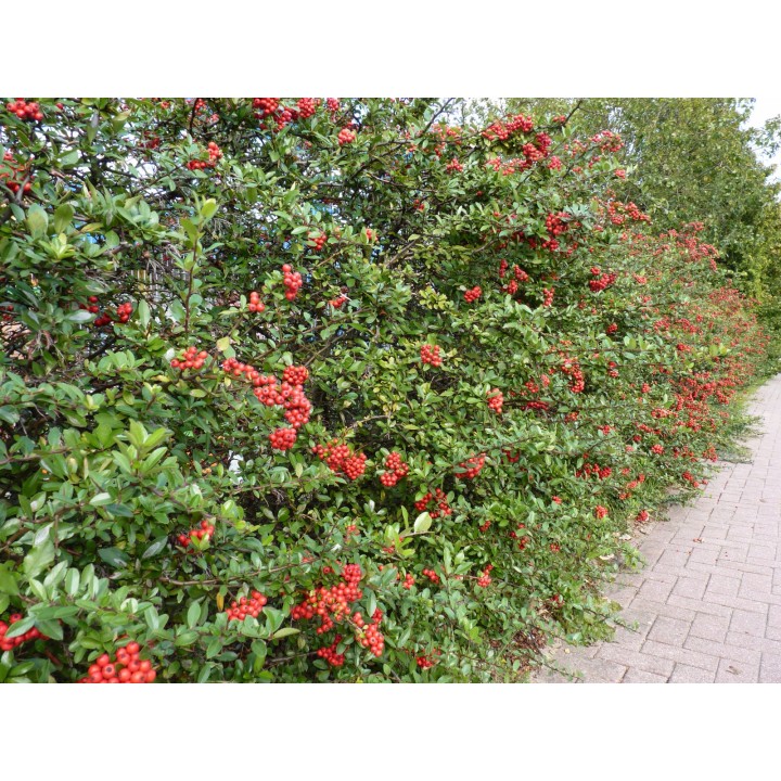 Pyracantha coccinea 'Red Column') - roter Feuerdorn