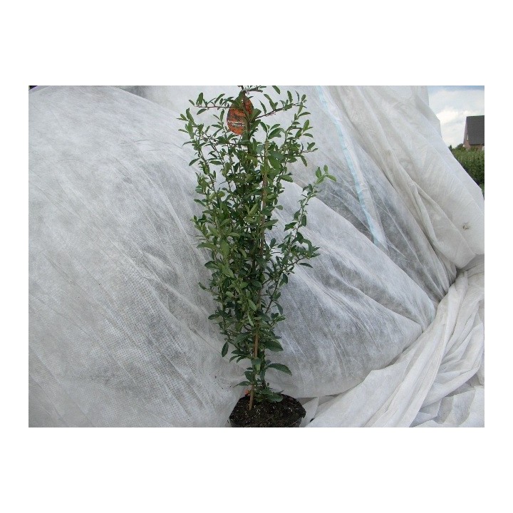 Pyracantha coccinea 'Red Column') - roter Feuerdorn