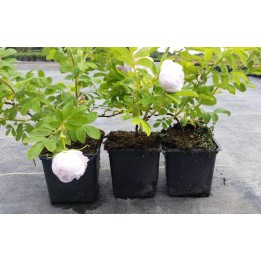 Bodendeckerrose 'Schneekoppe'