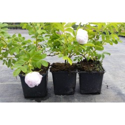 Bodendeckerrose 'Schneekoppe'