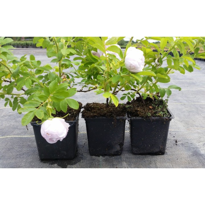 Bodendeckerrose 'Schneekoppe'